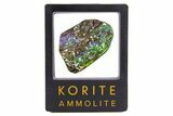 Iridescent Ammolite (Fossil Ammonite Shell) - Greens & Purples #336306-1